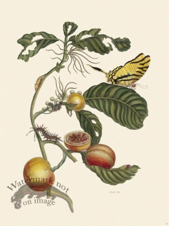 Merian Metamorphosis 43